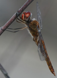 Spot-winged